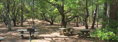the main picnic area at First Landing State Park